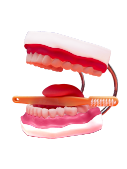 MODEL ANATOMICZNY SZCZĘKI Z...